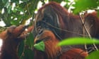 Orangutan seen treating wound with medicinal herb in first for wild animals
