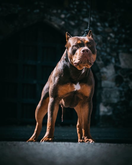 An American bully XL, with cropped ears, a practice illegal in England and Wales.