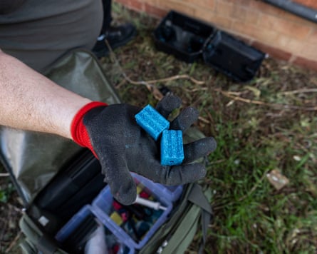 Blue bricks of rat poison in a gloved hand