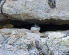 First ‘puffling’ sighting in three decades give hope for Dorset's struggling puffin colony – video