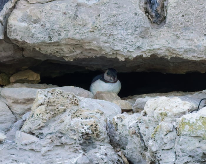 First ‘puffling’ sighting in three decades give hope for Dorset's struggling puffin colony – video