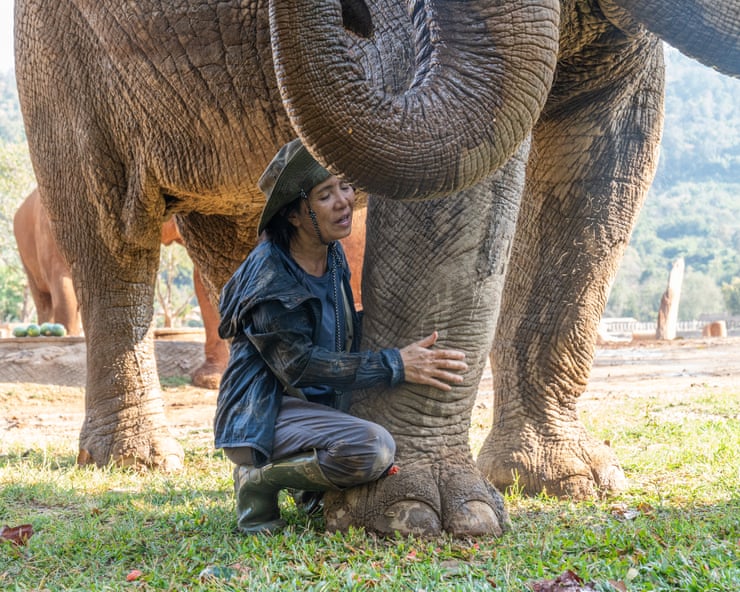 The elephant whisperer: one Thai woman’s lifelong quest to protect a rescued herd The elephant whisperer: one Thai woman’s lifelong quest to protect a rescued herd