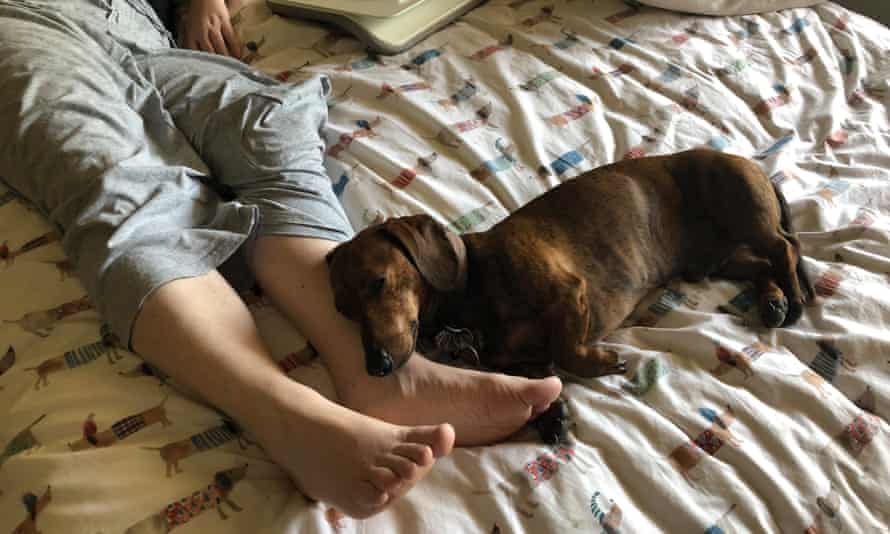 Van Badham’s dog
