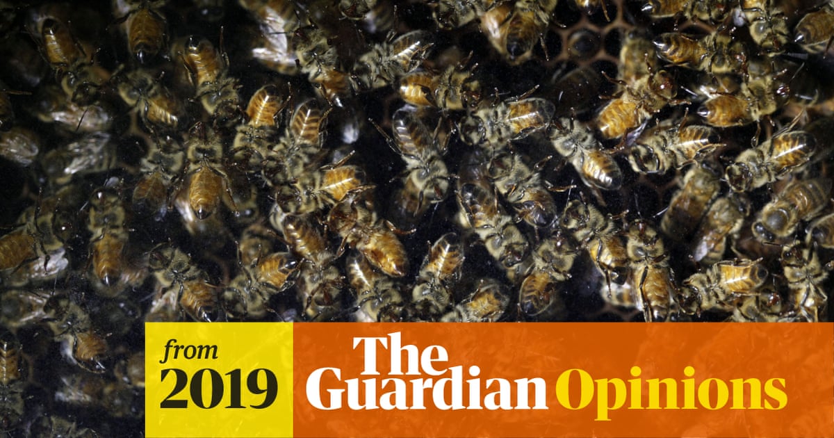 The Guardian view on the mass death of insects: this threatens us all