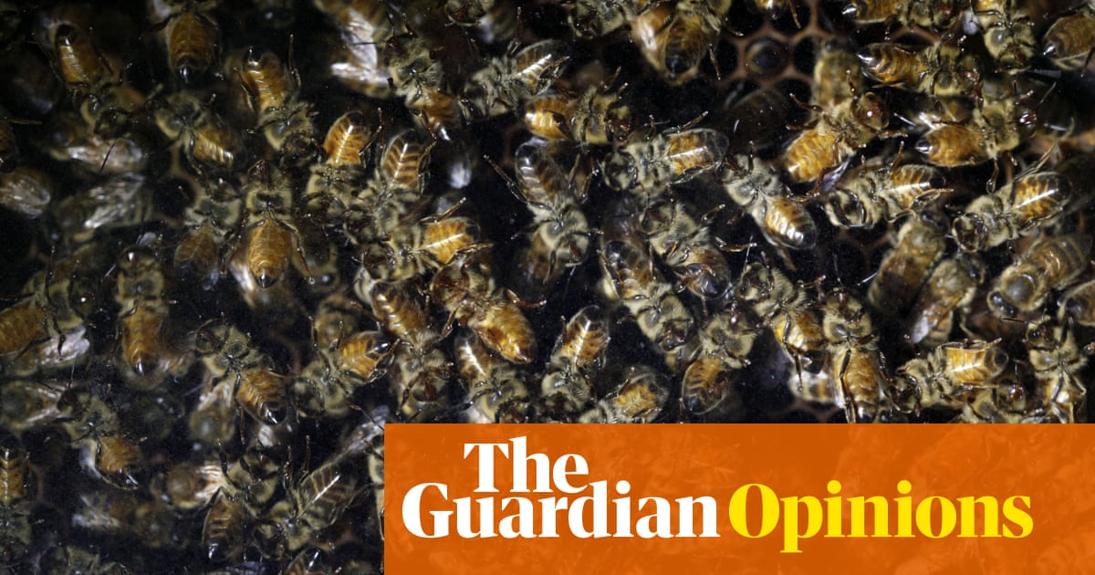 The Guardian view on the mass death of insects: this threatens us all | Editorial