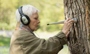 Judi Dench: My Passion For Trees. ‘Ah, it’s riveting.’