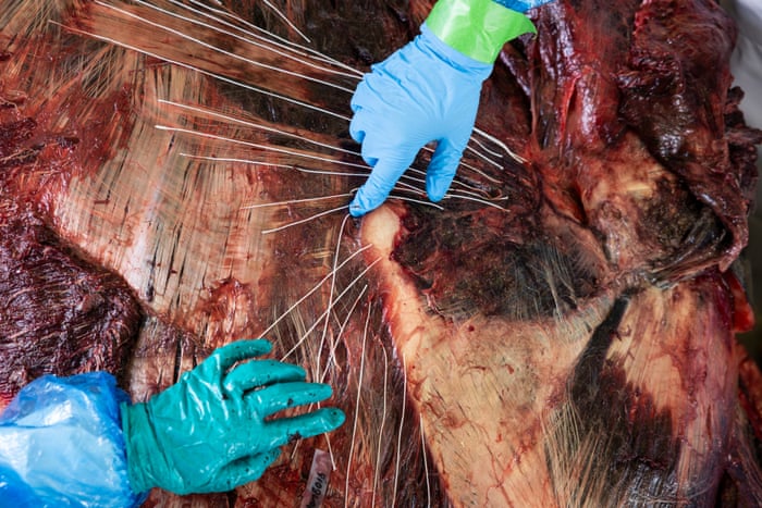 Dissecting the world’s rarest whale – in pictures String is used in photographs of dissections to show where the muscles are attached and the direction in which the muscle fibres are pulling. This helps to make the findings more obvious for later description or illustration, and to show how they affect movement. Here, the scientists are examining muscles around the scapula, or shoulder blade, and flipper.Photograph: Derek Morrison