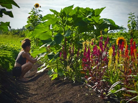 A woman squats and inspects crops with sunflowers nearby underneath a sunny sky