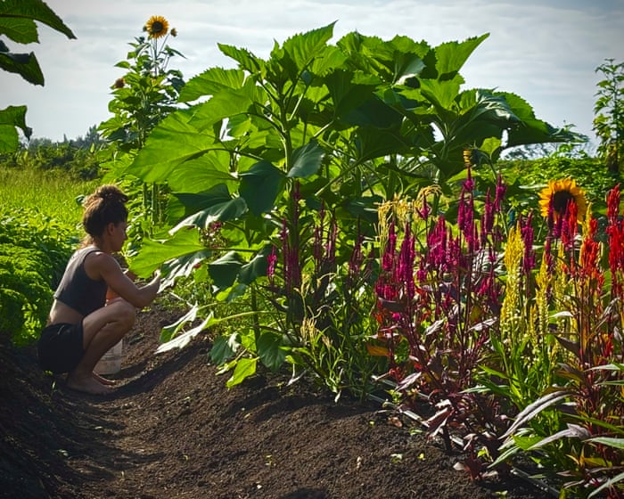 ‘I’ve never seen anything like it’: Hawaii’s small farmers begin recovery after catastrophic flooding