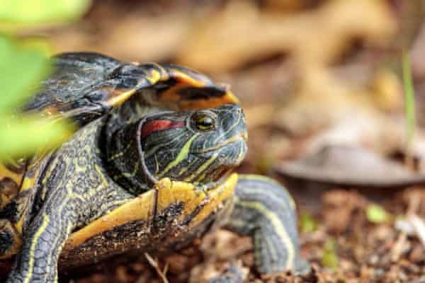 A red-eared sliding turtle smuggled into India.