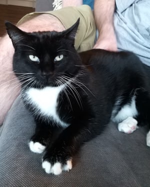 Bev's cat Alfie