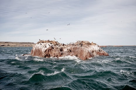 Sea birds on a rock in the ocean