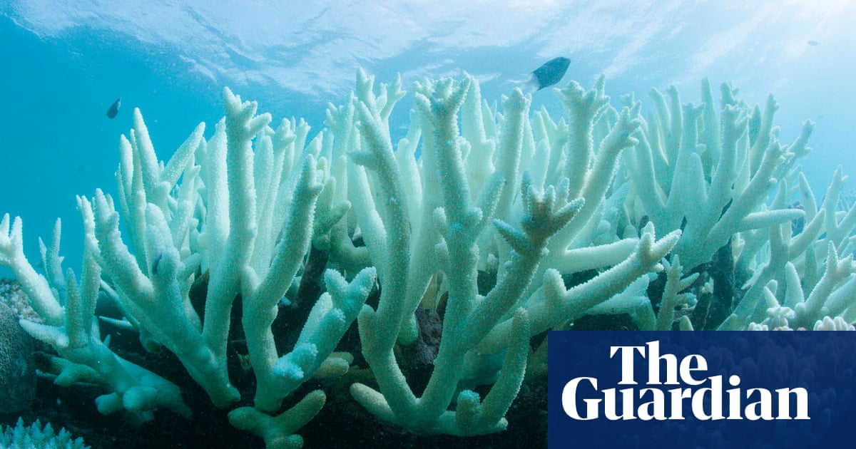Conservationists in court bid to halt $16bn Scarborough gas project citing damage to barrier reef