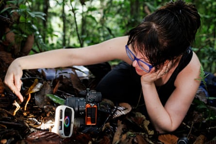 A woman kneels on the forest floor to take a close up photograph of a Ophiocordyceps melolonthae fungus