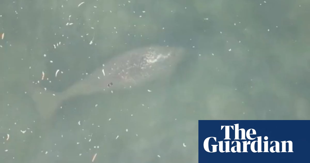 What a crock: second Stradbroke Island crocodile sighting confirmed as dugong