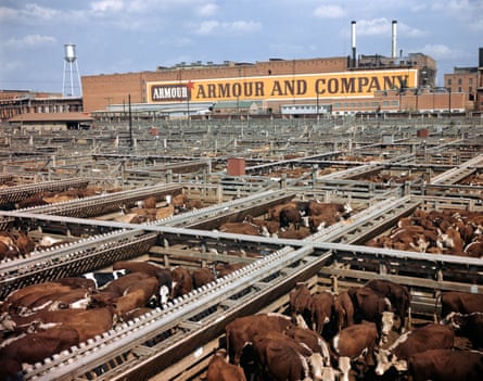 A cattle stockyard in Texas in the 1960s