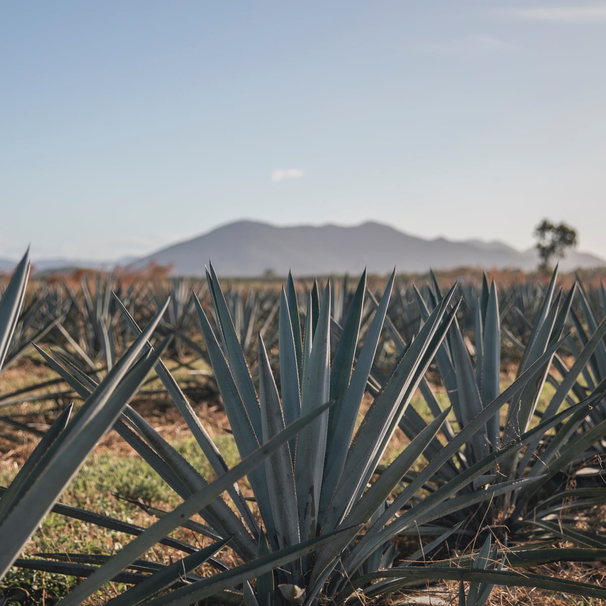 Blue Agave Pina