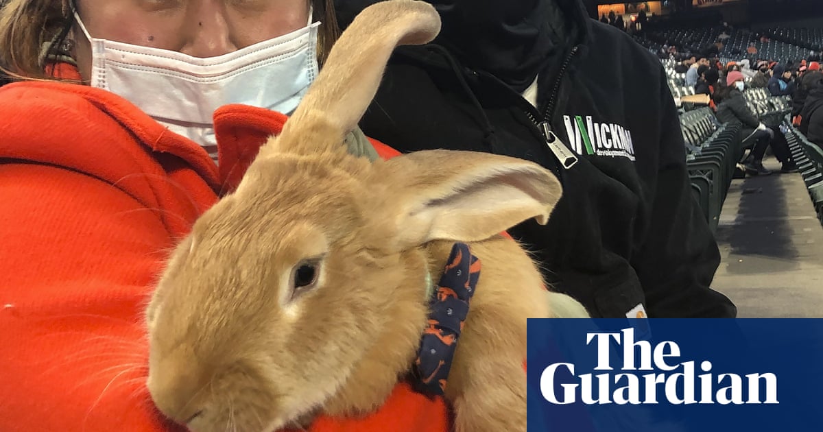 Therapy bunny at San Francisco Giants game becomes instant sensation