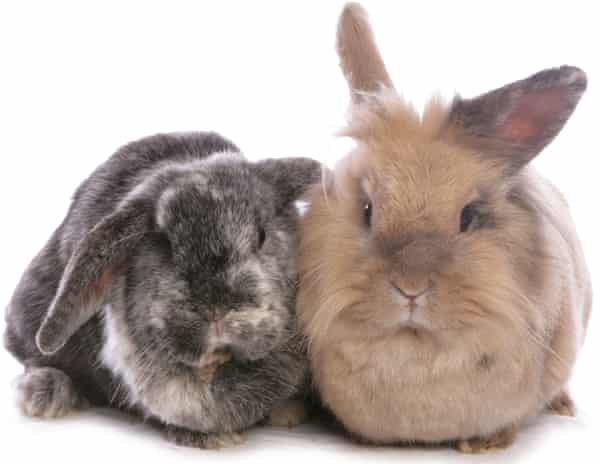 Two rabbits