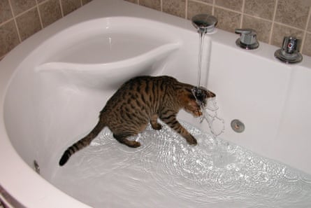 Benny sits in a part-filled bath with his head under the open tap.