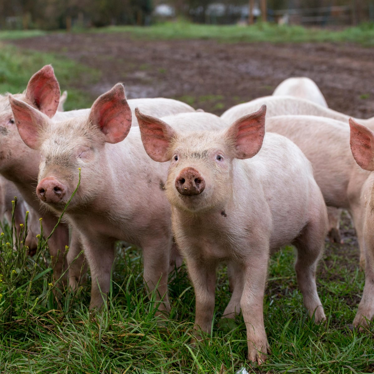Gene editing 'would allow us to create hardier farm breeds' | Gene editing | The Guardian Gene editing 'would allow us to create hardier farm breeds' | Gene editing | The Guardian