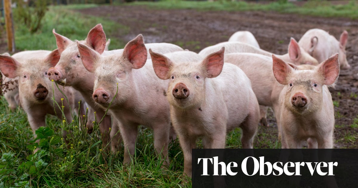 Gene editing ‘would allow us to create hardier farm breeds’
