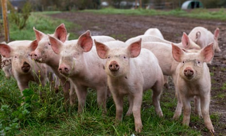 Pigs at Essington Farm, Wolverhampton.