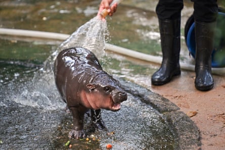 Moo Deng being hosed by a zookeeper