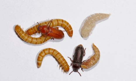 Larva, pupae and beetles of different ages of the yellow mealworm beetle.