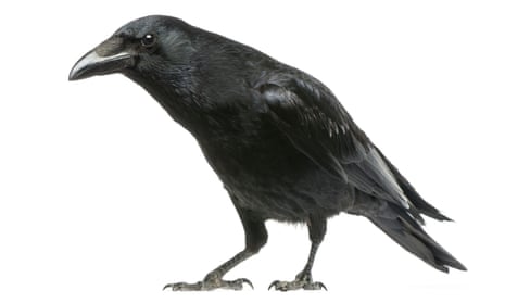 Black Crow Hd Xxx - Birds are more like 'feathered apes' than 'bird brains' | Animal behaviour  | The Guardian