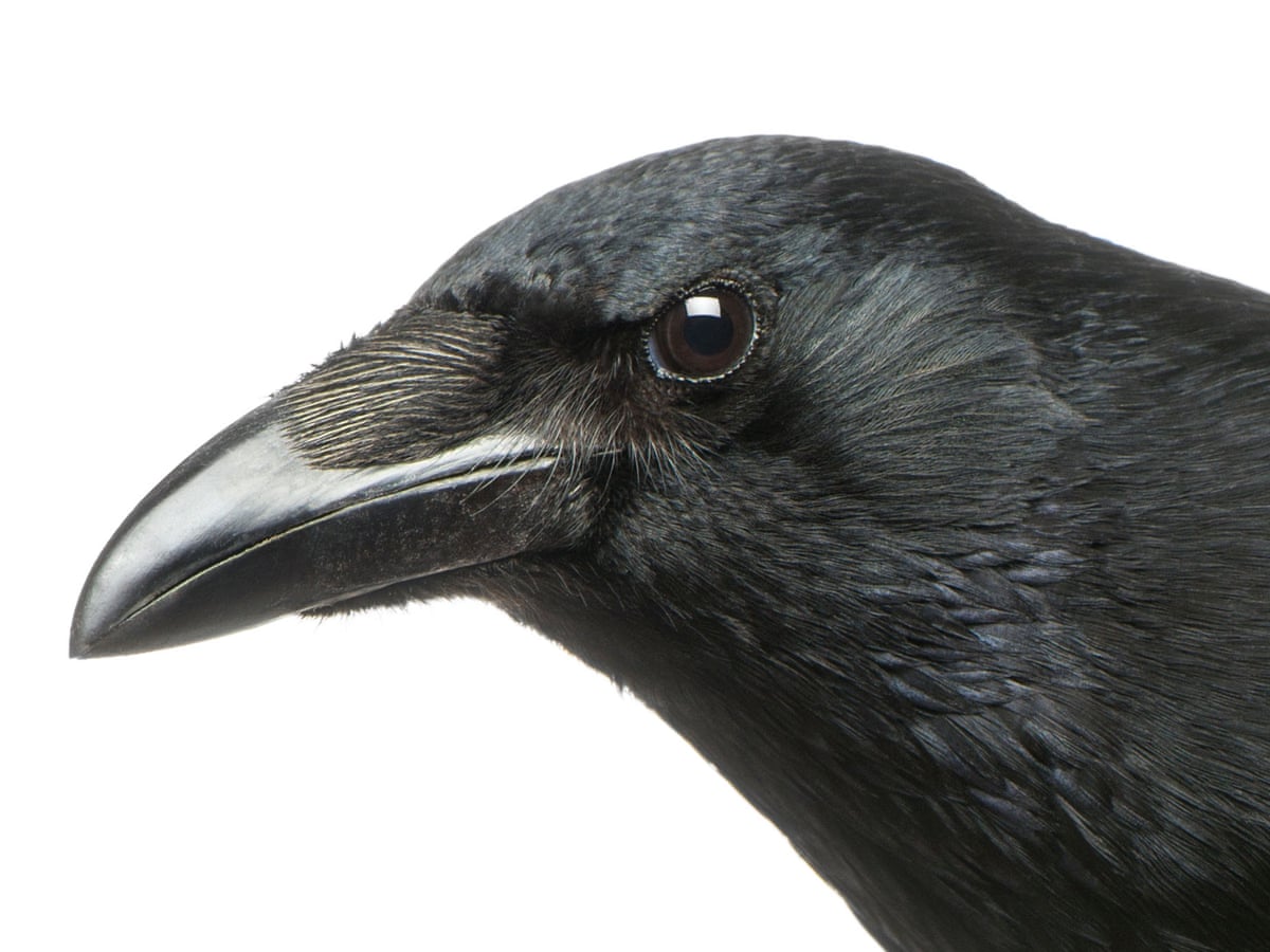 Birds Are More Like Feathered Apes Than Bird Brains Animal Behaviour The Guardian Birds Are More Like Feathered Apes Than Bird Brains Animal Behaviour The Guardian
