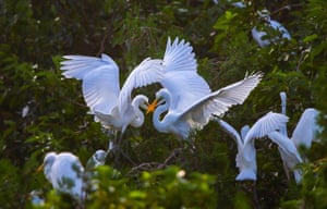 Garças brincam em árvores no condado de Sihong, China