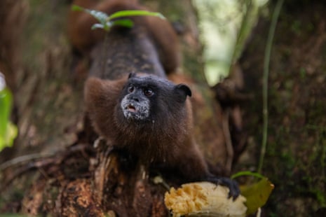 A monkey on a tree branch in the rainforest