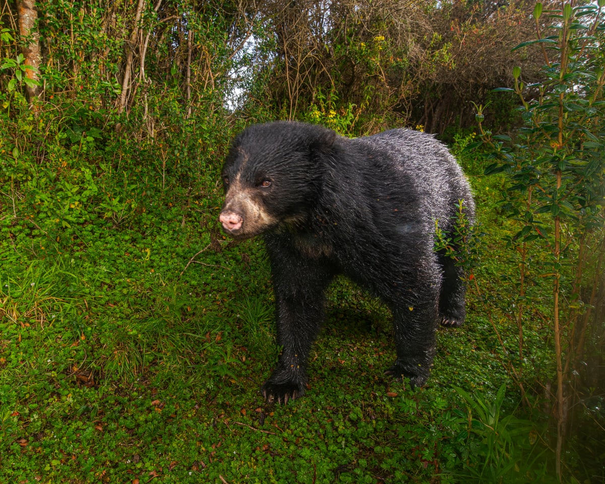 An Andean bear stalks the Chakana nature reserve