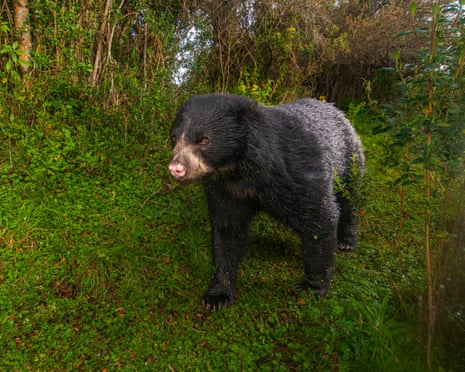 An Andean bear stalks the Chakana nature reserve