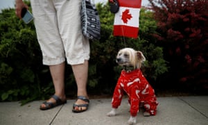 Dog in Canadian clothing