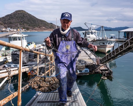 ‘Something out of the ordinary’: why are Japan’s oysters dying en masse?