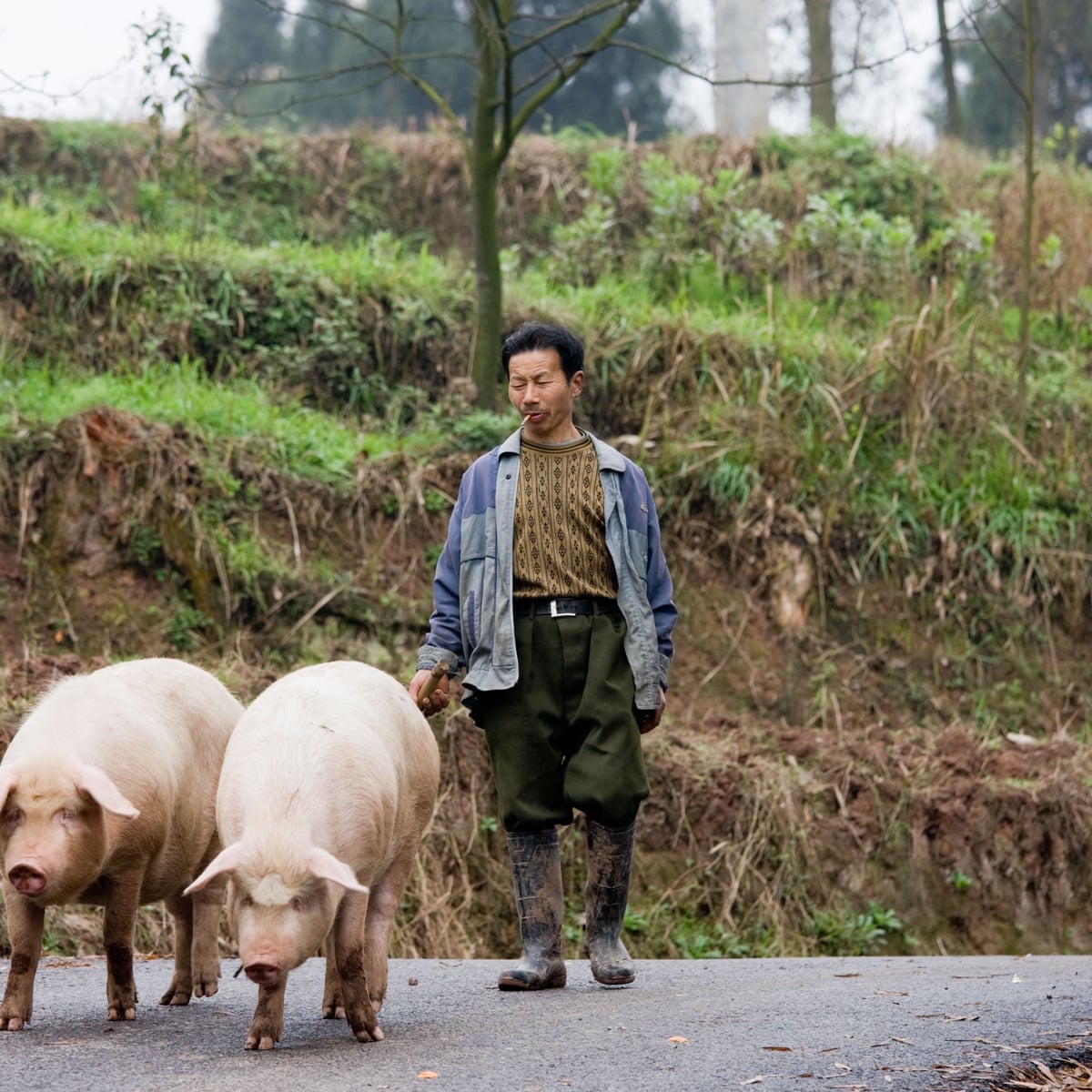 African Swine Fever Destroying Small Pig Farms As Factory Farming Booms Report Environment The Guardian
