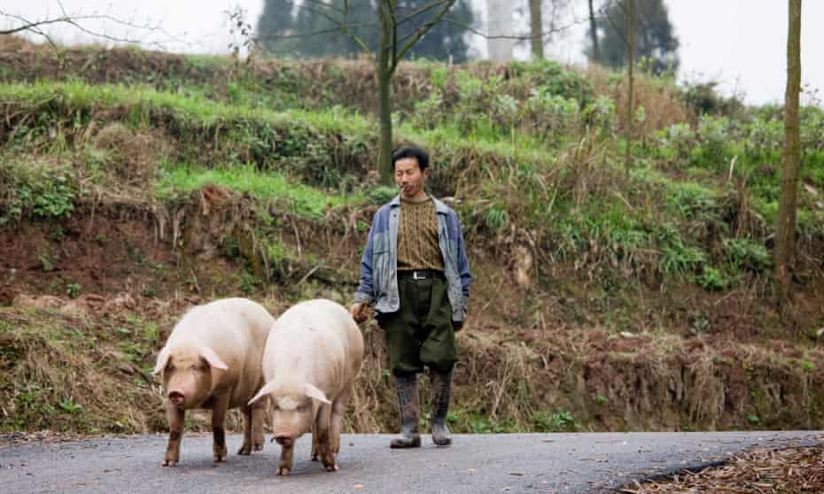 A farmer leads pigs to market near Chongqing, China. 