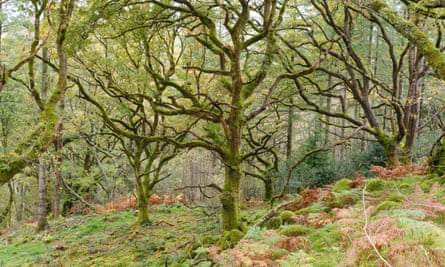 Autumn in the Celtic rainforest at Coed Felenrhyd in North Wales