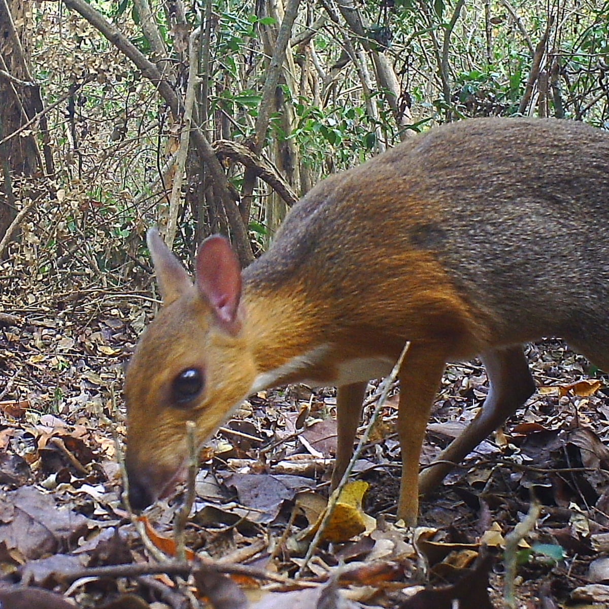 Mouse Deer Species Not Seen For Nearly 30 Years Is Found Alive In Vietnam Endangered Species The Guardian