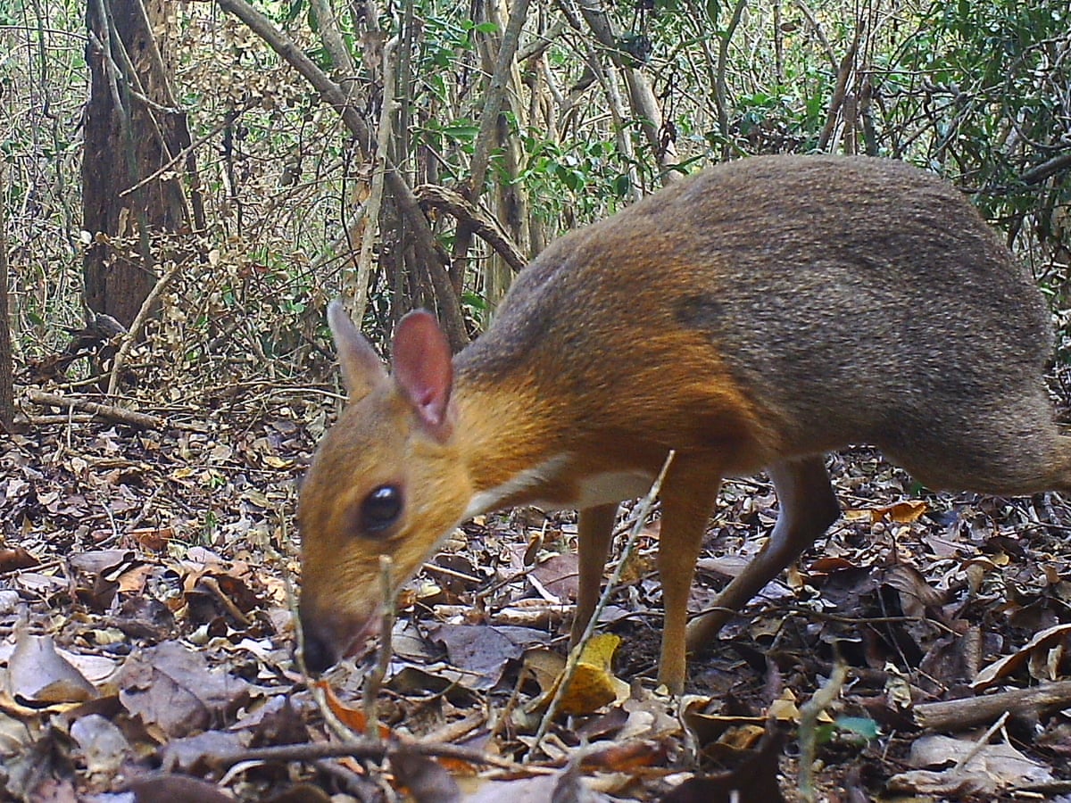 Tasmanian Tiger Sightings Raise Questions About Extinct Australian Predator Cnn