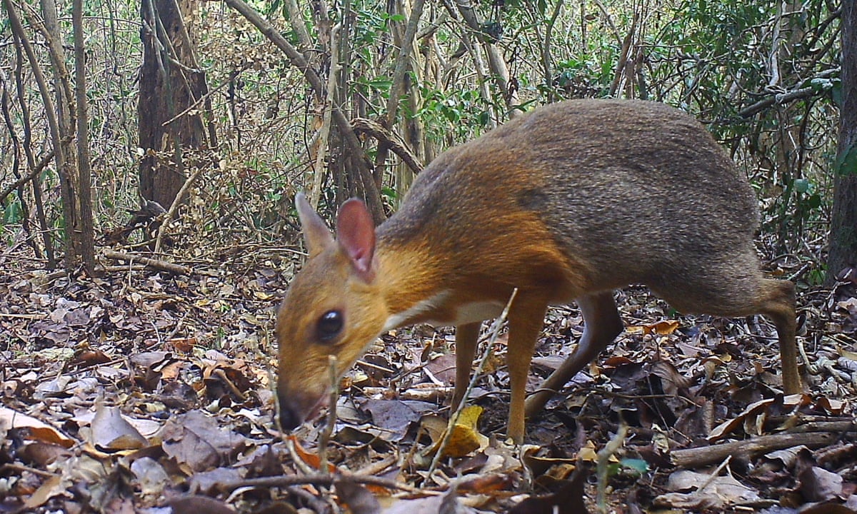 Mouse Deer Species Not Seen For Nearly 30 Years Is Found Alive In Vietnam Endangered Species The Guardian Mouse Deer Species Not Seen For Nearly 30 Years Is Found Alive In Vietnam Endangered Species The Guardian