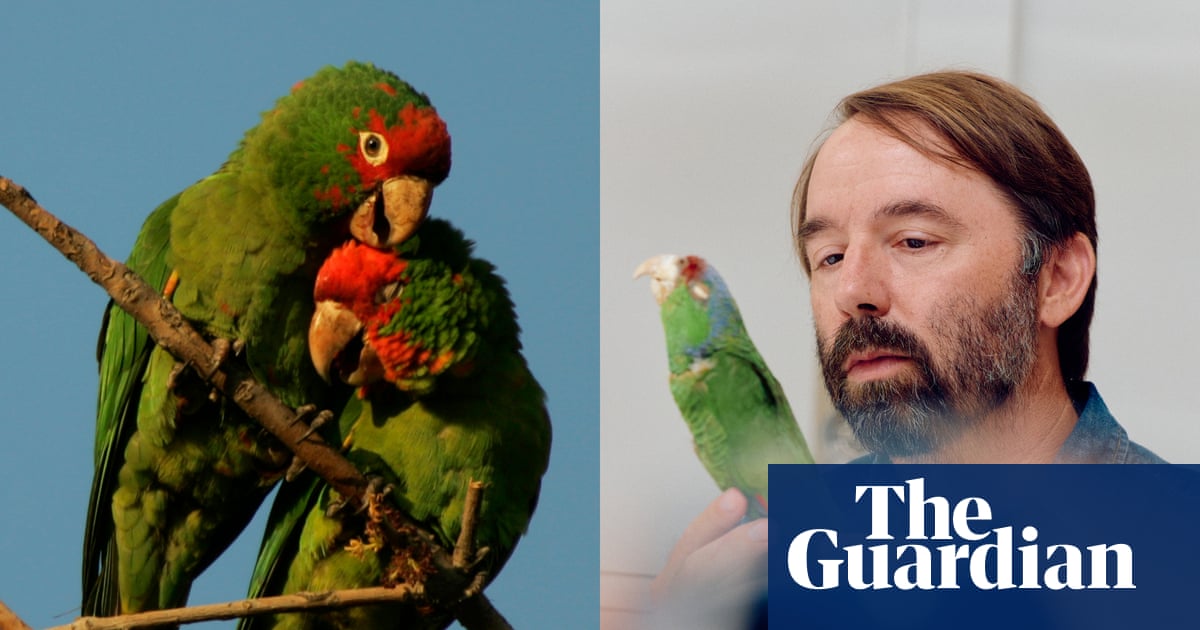 These parrots came to Los Angeles as pets then went wild. Now scientists are unlocking their mysteries