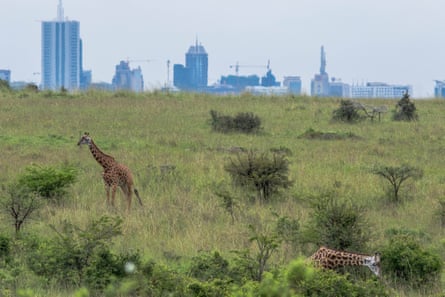 Giraffes grazing in the Nairobi national park