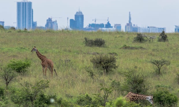 Giraffe grazing in Nairobi National Park, Kenya, with the city skyline in the background on 17 May 2015.
