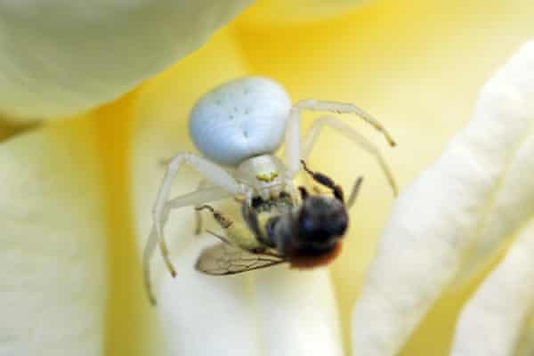 Uma aranha do caranguejo branco apanhou e matou uma abelha numa rosa de jardim em Epsom, Surrey.