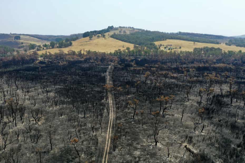 Aerial of trees scorched by bushfires near East Gippsland, Australia, 2020