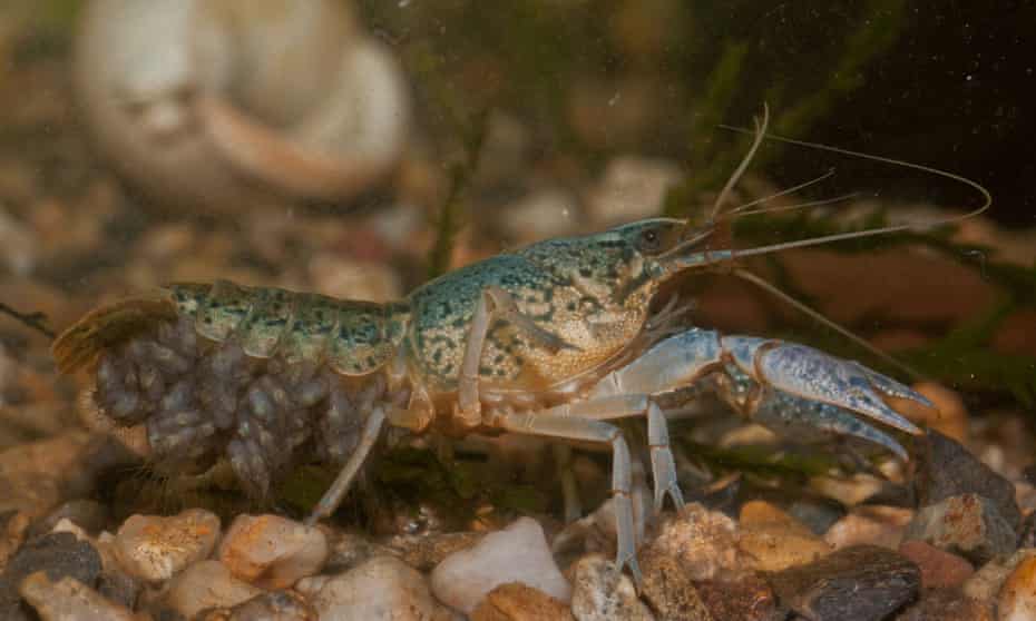 A mottled blue-gray colored crayfish with eggs below its tail is seen in an aquarium.
