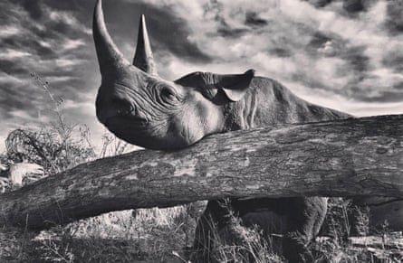 Prince Harry’s black-and-white rhino photo.